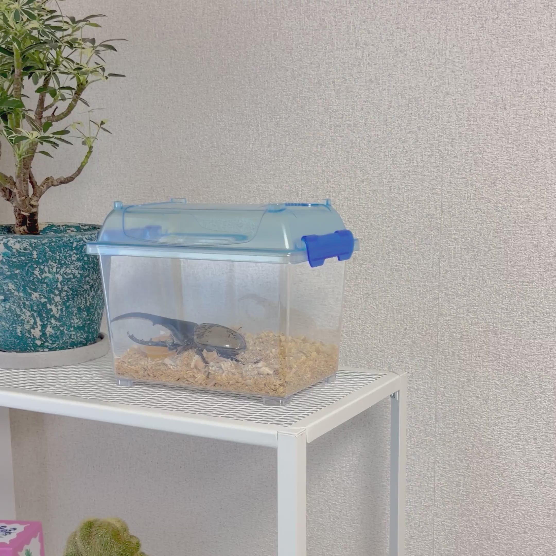 ヘラクレスオオカブト オスのみ120mm以上（120‐139） – DMM昆虫