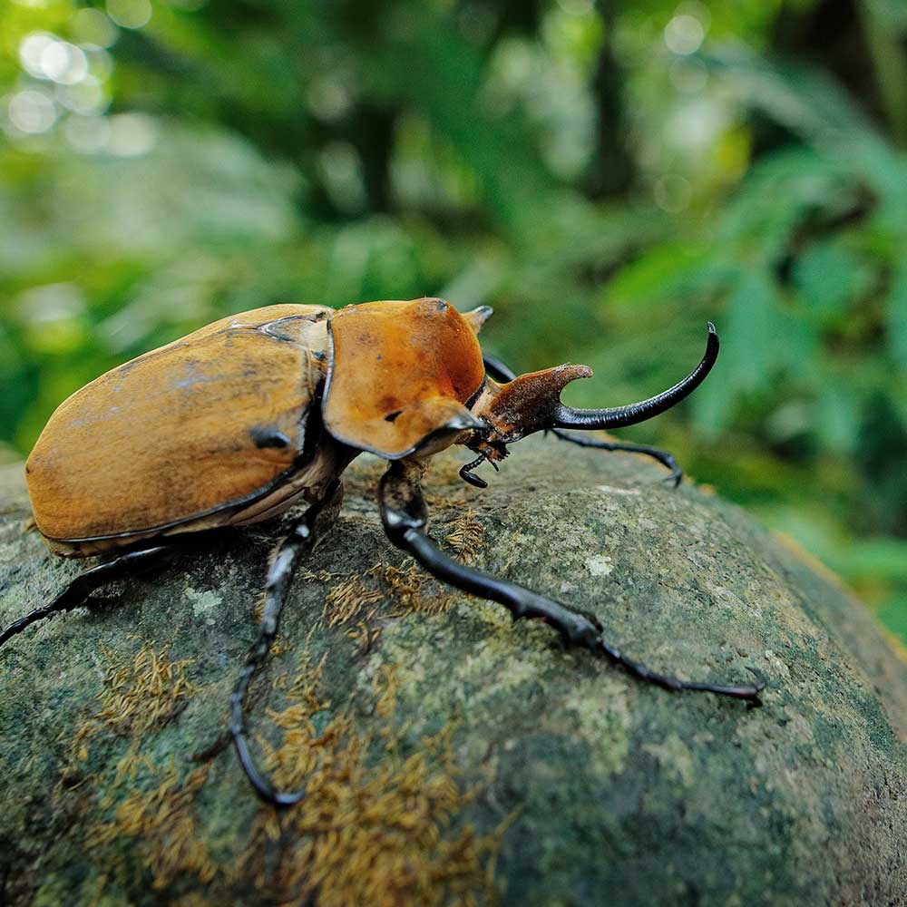 エレファスゾウカブト1ペア 90mm以上 – DMM昆虫