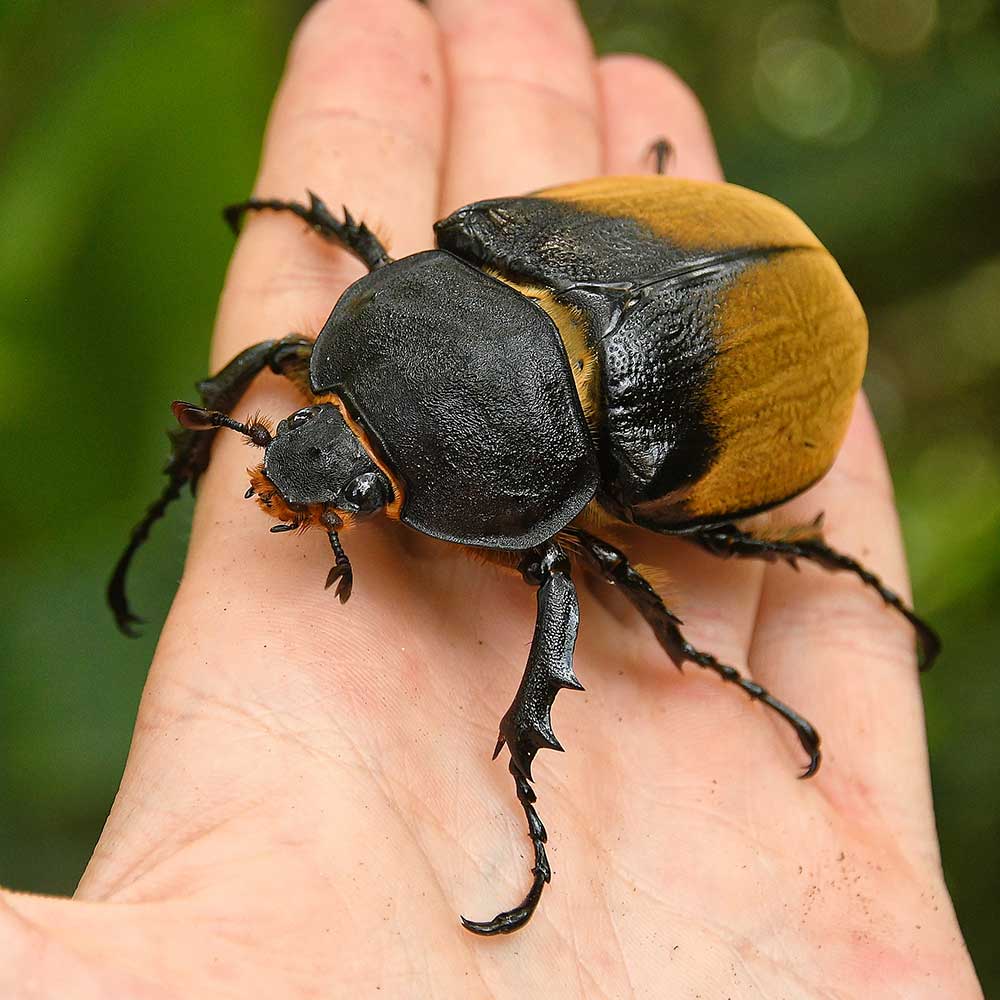 エレファスゾウカブト1ペア 90mm以上 – DMM昆虫