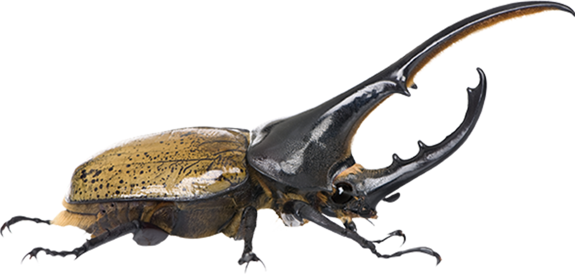 ヘラクレスオオカブト