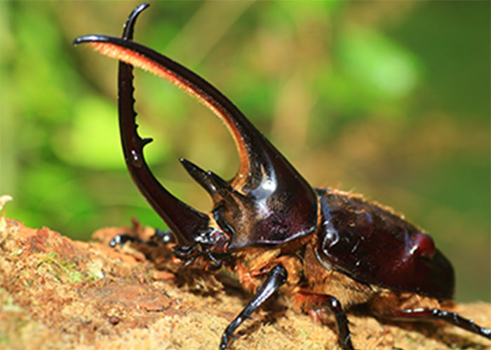 ネプチューンオオカブト