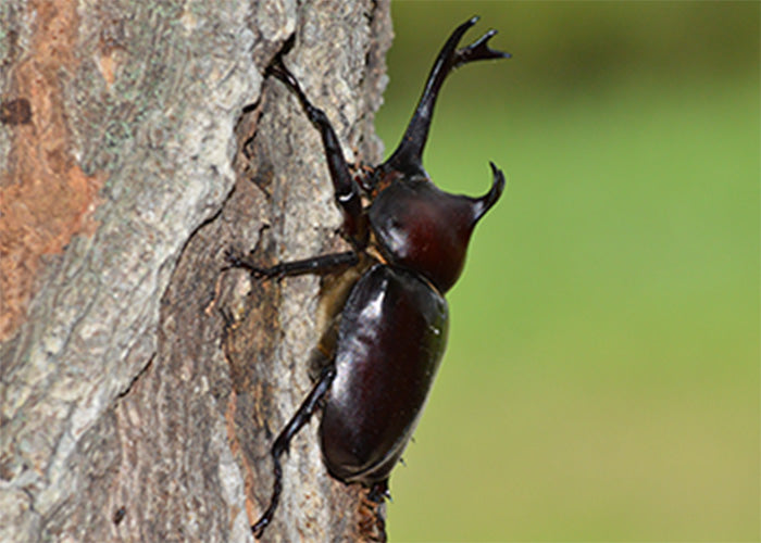 国産カブトムシ