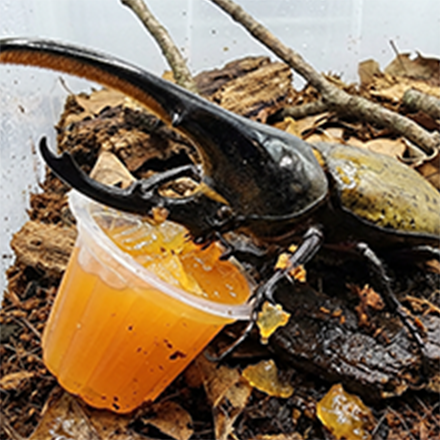 水やりとエサやり