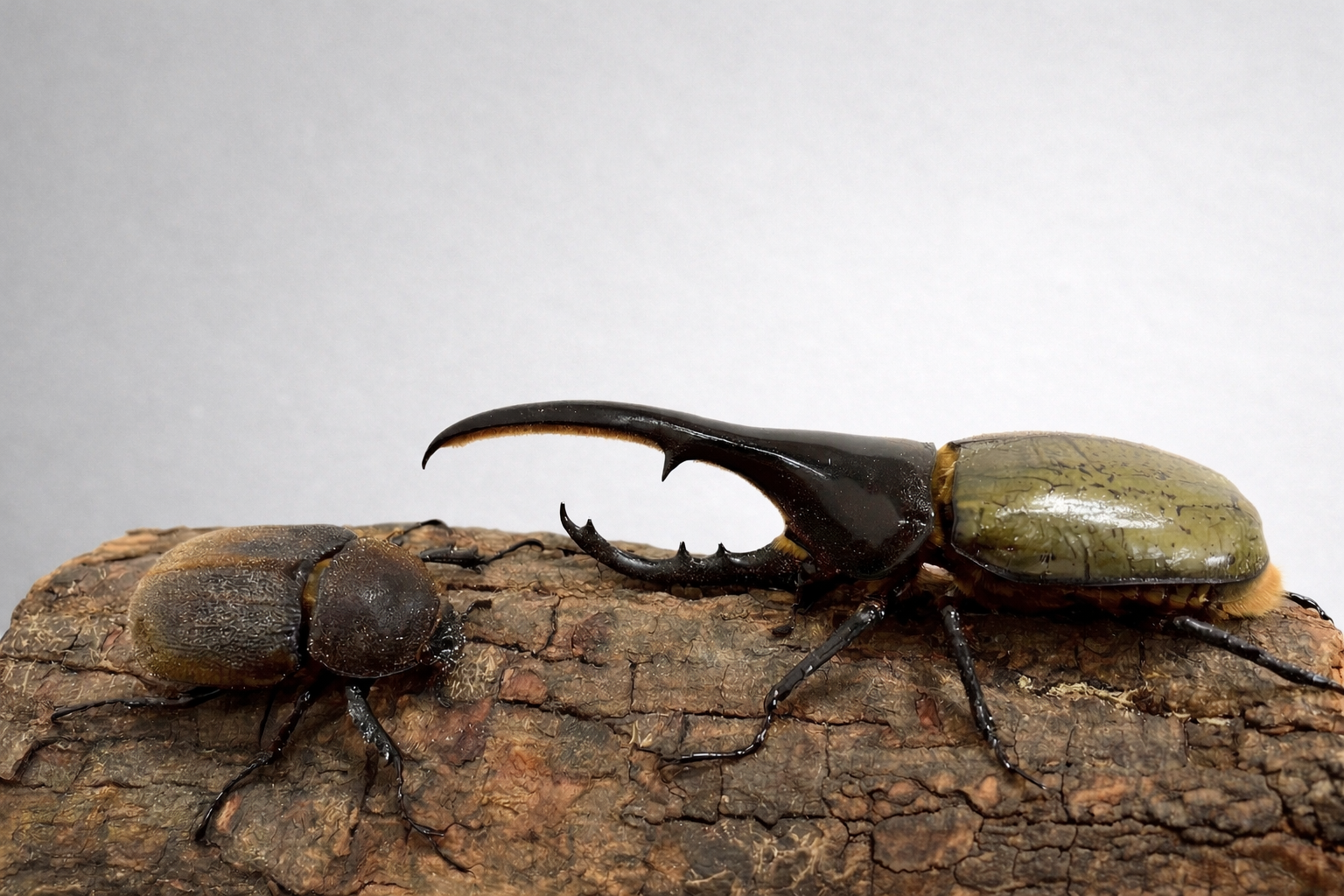 ヘラクレスオオカブト オスメスペア