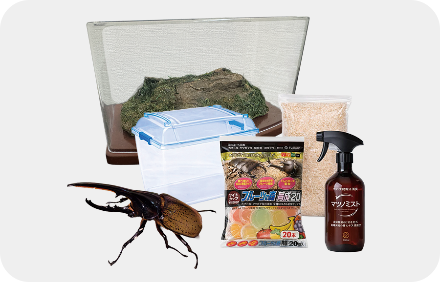 オス＋標本＋飼育スターターセット