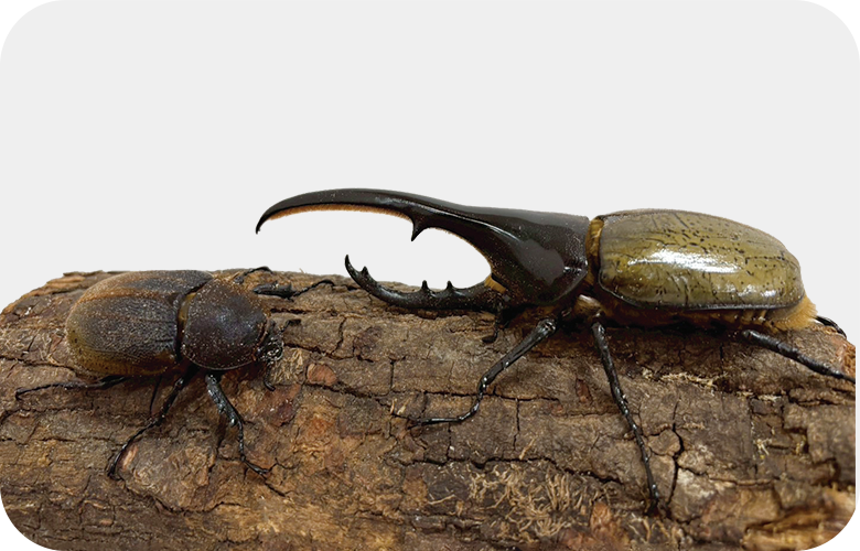 ヘラクレスオオカブト おすすめセット