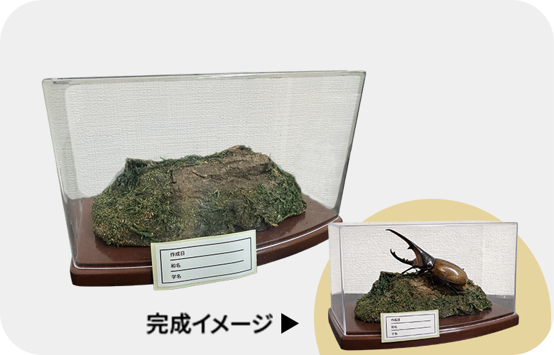 ジオラマ標本セット