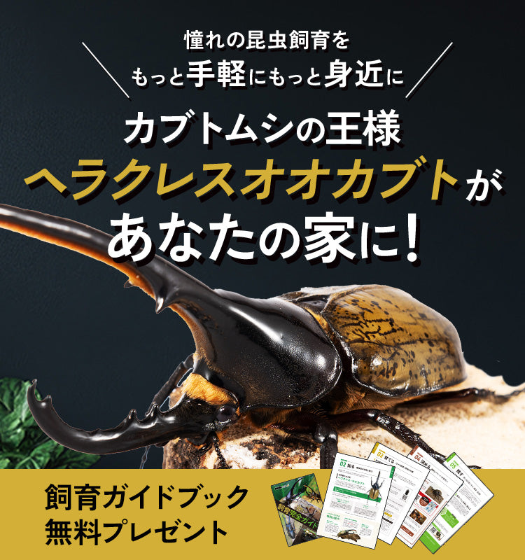 決まりました。ヘラクレス、オオクワガタ、ニジイロクワガタ、産卵セット等まとめ売り。パネルヒーター、サーモスタット、温度計付。 ニジイロクワガタの産卵セットを組む - 40のおじさんがクワガタ