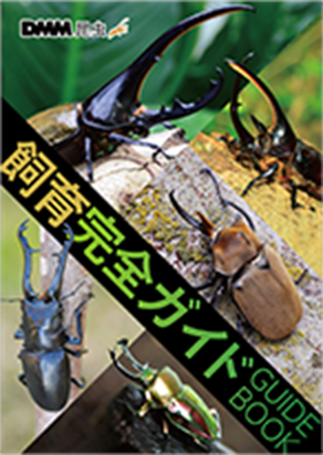 ヘラクレスオオカブトの通販・販売なら DMM昆虫