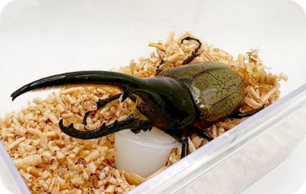 ヘラクレスオオカブトの通販・販売なら DMM昆虫