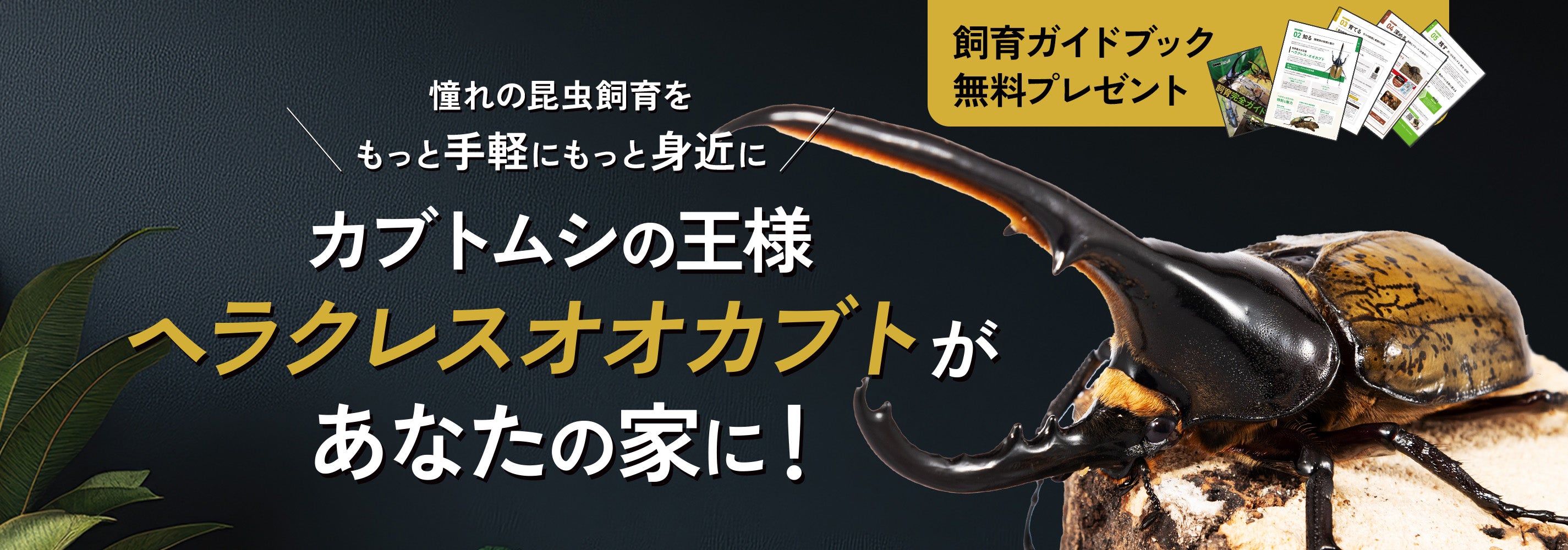 ヘラクレスオオカブトの通販・販売なら DMM昆虫